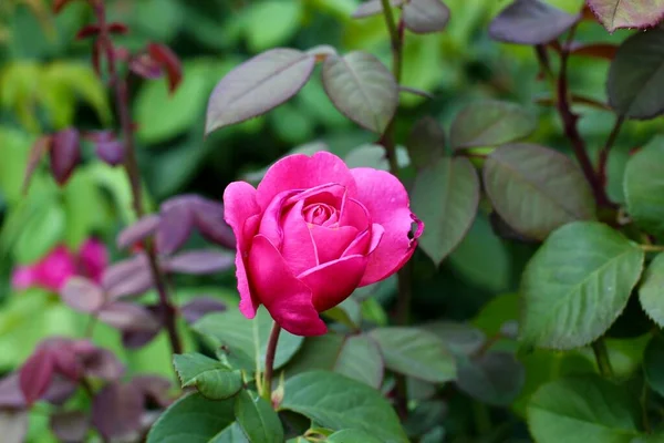 粉红玫瑰的特写 背景为深绿色 高质量的照片 高质量的照片 — 图库照片