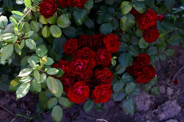 夏日明媚的背景下 夏日清晨花园中美丽的红玫瑰丛 高质量的照片 — 图库照片