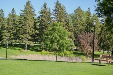 Mavi gökyüzü olan güzel yeşil şehir parkı. Parkın panoramik manzarası. Parkta bir bank