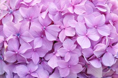 Küçük güzel çiçekli ortanca