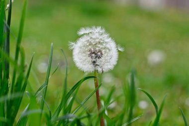 Yeşil arkaplanda beyaz karahindiba.