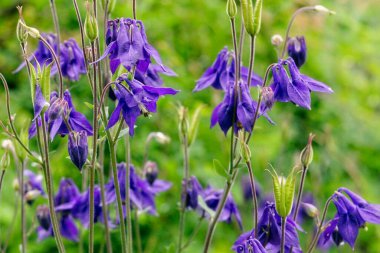 Güzel mor Columbine çiçeği, Aquilegia