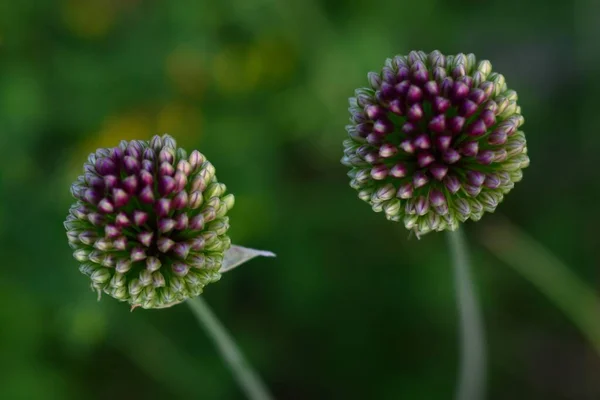 Canlı yeşil bokeh arka planında genç mor çiçekler