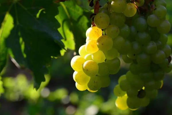 Органічний Смачний Солодкий Виноград Винограднику — стокове фото