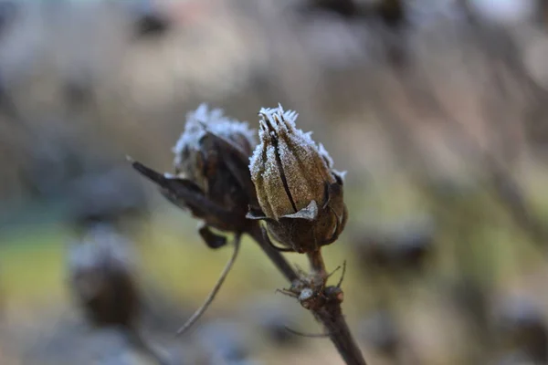 Суха Заморожена Квітка Коричневому Фоні Боке — стокове фото