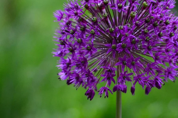 Lat 鹰嘴豆 Allium Sphaerocephalon 是一种球状的多年生植物 因其初夏的玫瑰紫色至粉色花冠而具有观赏性 — 图库照片