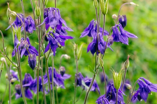 stock image Beautiful purple Columbine flower, Aquilegia