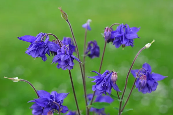 Hermosa Flor Púrpura Columbina Aquilegia —  Fotos de Stock