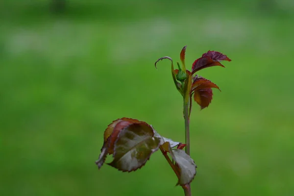 Zielona Młoda Róża Zielonym Tle Bokeh — Zdjęcie stockowe