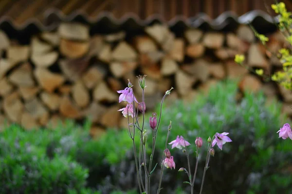 Güzel Columbine çiçeği, Aquilegia. Bahar yaprakları küçük çiçekler ve bokeh arkaplan.