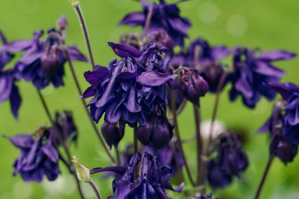 Güzel Columbine çiçeği, Aquilegia. Bahar yaprakları küçük çiçekler ve bokeh arkaplan.