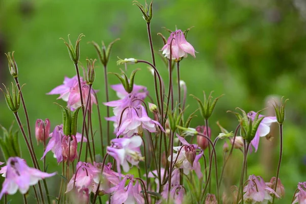 Güzel Columbine çiçeği, Aquilegia. Bahar yaprakları küçük çiçekler ve bokeh arkaplan.