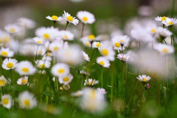 Daisy, yuvarlak sarı merkezli küçük yuvarlak bir çiçek.