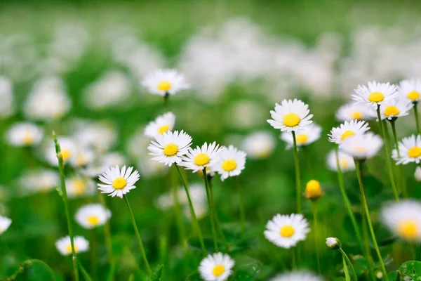 Daisy, yuvarlak sarı merkezli küçük yuvarlak bir çiçek.