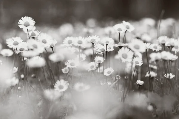 Daisy, yuvarlak sarı merkezli küçük yuvarlak bir çiçek.