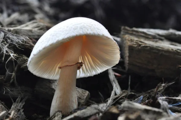 有些蘑菇是独一无二的 — 图库照片