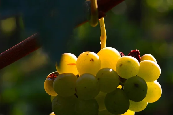 Ripe green grape in vineyard. Grapes green taste sweet growing natural. Green grape on the vine in garden