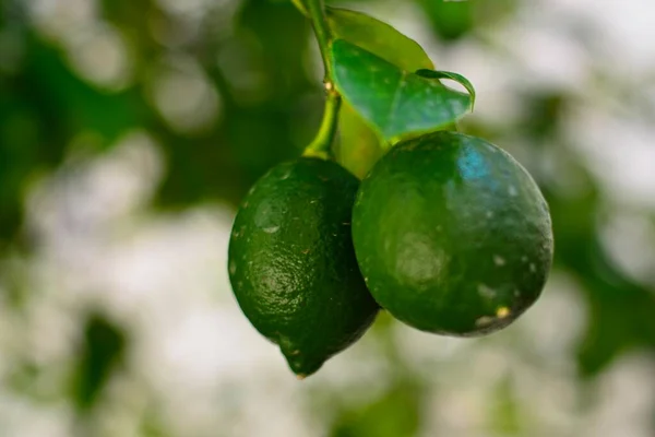 Yeşil yapraklı taze limonlar..