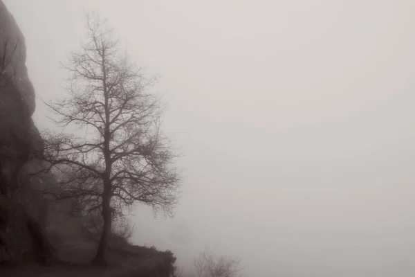 Muhteşem kış manzarası. Sisli ağaç. Noel tatili konsepti, sisli bir günde kış geçmişi. 