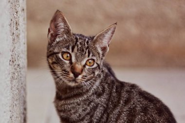 Bir kedinin portresi