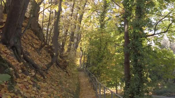 Regensburg Herbstlaub Fällt Von Den Bäumen — Stockvideo