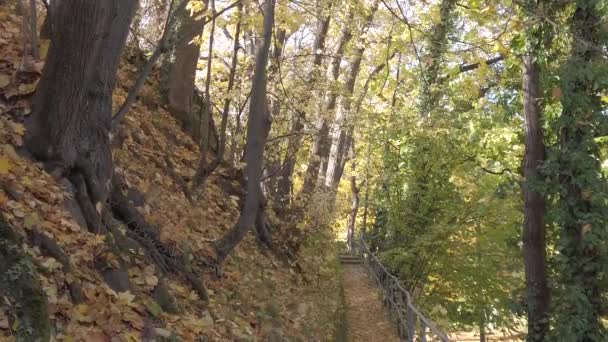 Regensburg Γερμανία Φθινοπωρινά Φύλλα Πέφτουν Από Δέντρα — Αρχείο Βίντεο