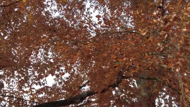 德国雷根斯堡 秋天树叶从树上掉下来 — 图库视频影像