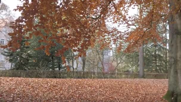 德国雷根斯堡 秋天树叶从树上掉下来 — 图库视频影像