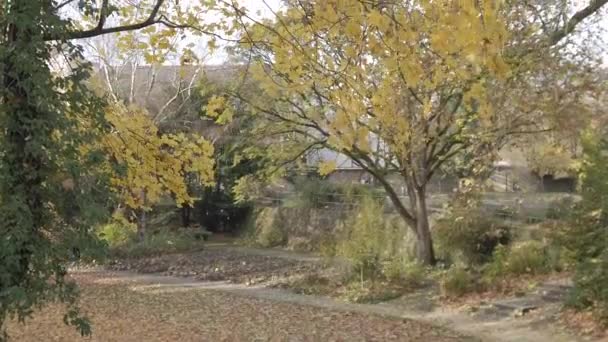 Regensburg Německo Podzimní Listí Padající Stromů — Stock video
