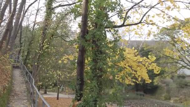 Regensburg Alemanha Folhas Outono Caindo Das Árvores — Vídeo de Stock