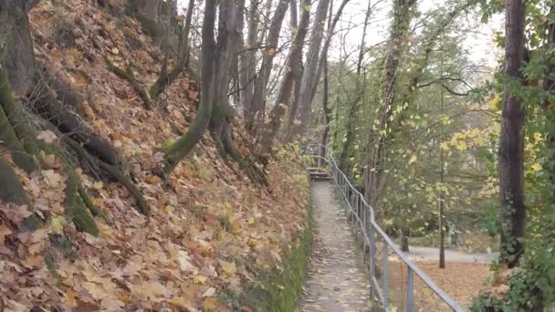 Regensburg Γερμανία Φθινοπωρινά Φύλλα Πέφτουν Από Δέντρα — Αρχείο Βίντεο
