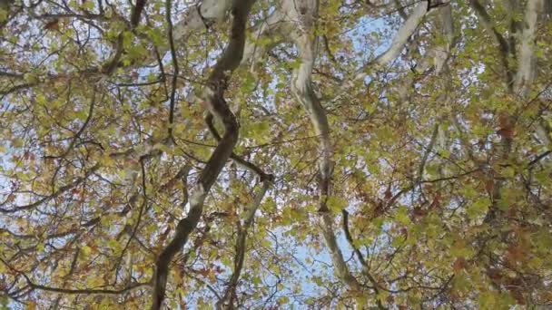 Regensburg Németország Őszi Levelek Hullanak Fákról — Stock videók