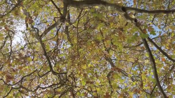 Регенсбург Германия Осенние Листья Падают Деревьев — стоковое видео