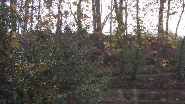 Регенсбург Германия Осенние Листья Падают Деревьев — стоковое видео