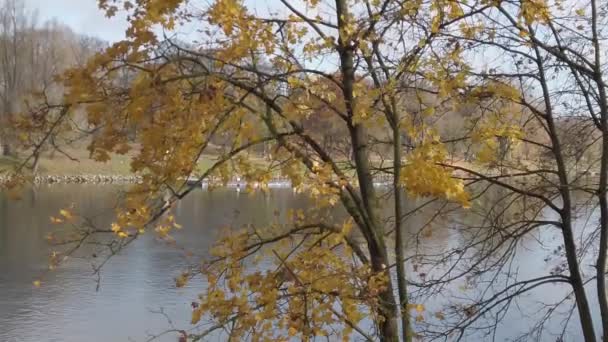 Regensburg Niemcy Jesienne Liście Spadające Drzew — Wideo stockowe
