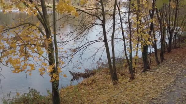 Regensburg Alemanha Folhas Outono Caindo Das Árvores — Vídeo de Stock