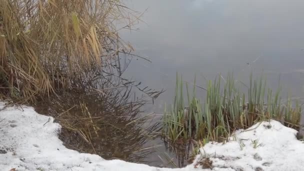 德国雷根斯堡 湖边冬季风景 — 图库视频影像
