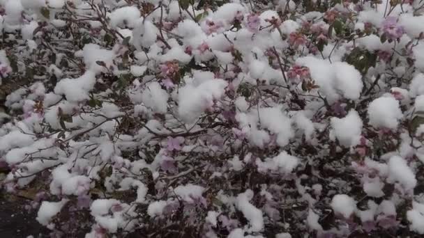 Salju Turun Taman Atas Bunga Merah Muda — Stok Video