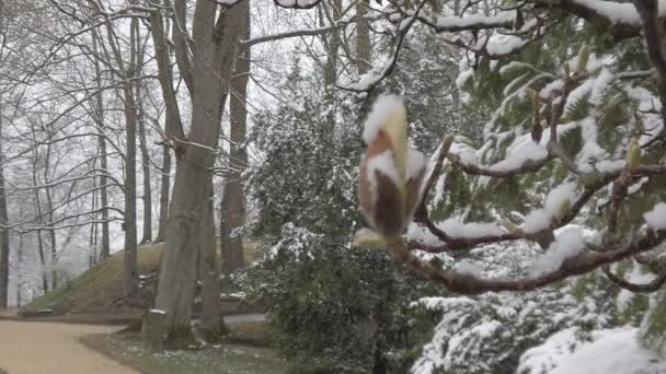 Χιόνι Που Υπάγονται Στο Πάρκο — Αρχείο Βίντεο