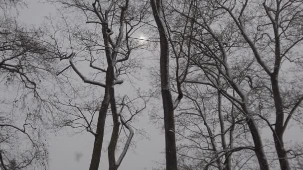 雪落在公园里 — 图库视频影像