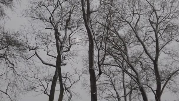 Снег Падает Парке — стоковое видео