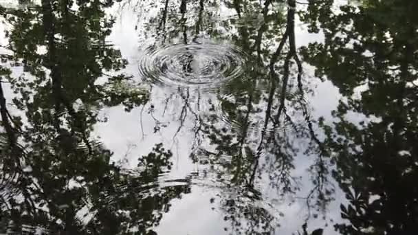 Капли Дождя Падают Воду Деревья Отражаются Озере — стоковое видео