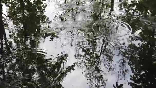 Gotas Lluvia Cayendo Agua Árboles Reflejados Lago — Vídeos de Stock