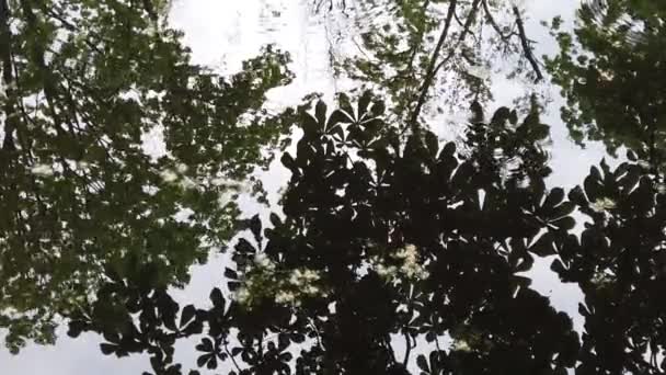 Regentropfen Fallen Ins Wasser Bäume Spiegeln Sich See Wider — Stockvideo