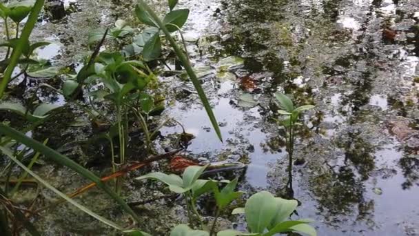 Regndroppar Faller Vattnet Träd Reflekteras Sjön — Stockvideo
