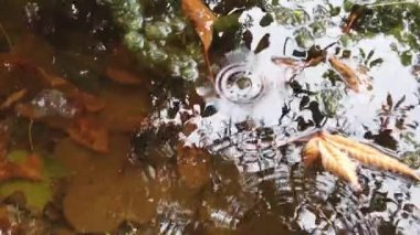 Suya düşen yağmur damlaları; bir gölete yansıyan sonbahar yaprakları ve ağaçlar. Bataklık bitkisi