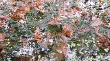 Suya düşen yağmur damlaları; bir gölete yansıyan sonbahar yaprakları ve ağaçlar. Bataklık bitkisi