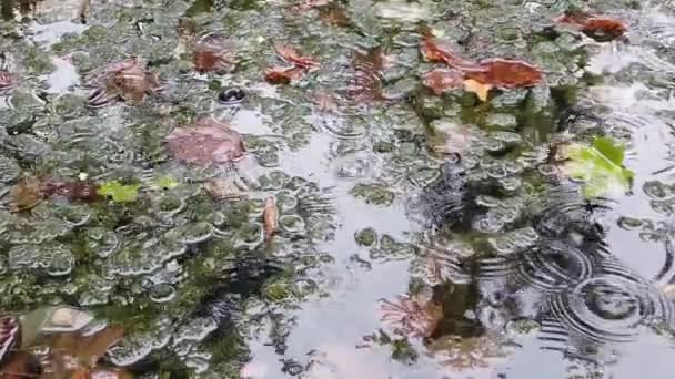 Krople Deszczu Spadające Wodę Jesienne Liście Drzewa Odbite Stawie Roślinność — Wideo stockowe