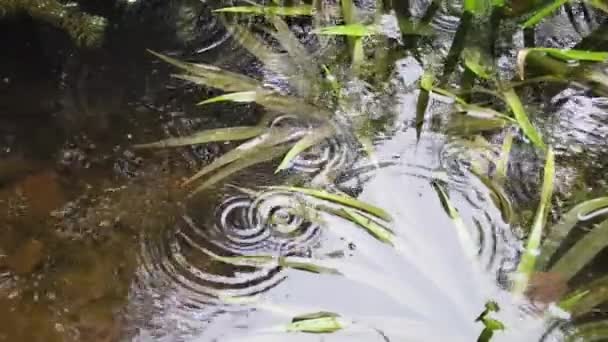 Краплі Дощу Падають Воду Осіннє Листя Дерева Відображаються Ставку Болотна — стокове відео