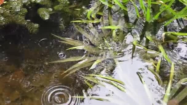 雨滴落在水面上 秋天的树叶和树木倒映在池塘上 沼泽地植被 — 图库视频影像